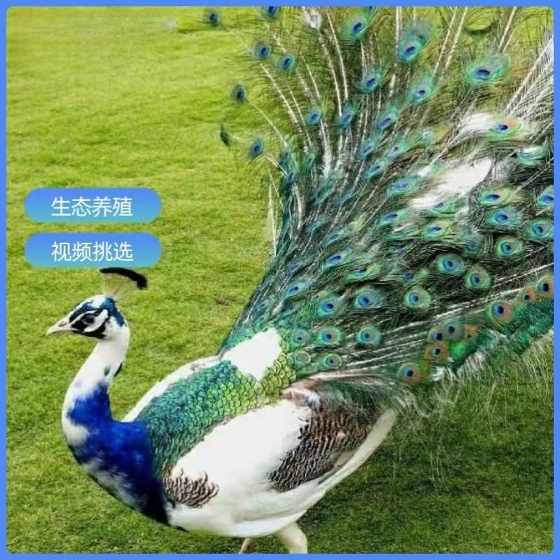 一年多花孔雀  观赏 顺丰包邮