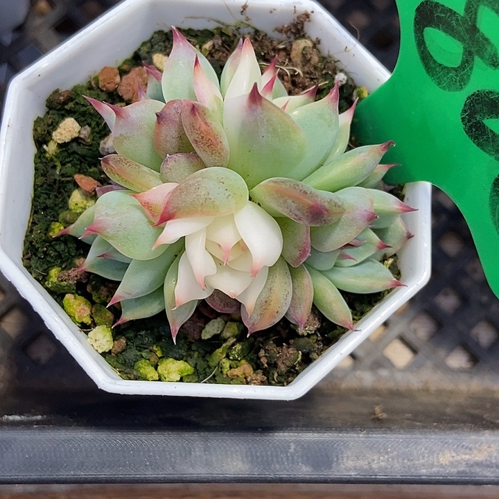 ༃***✰多肉植物吉娃娃锦808