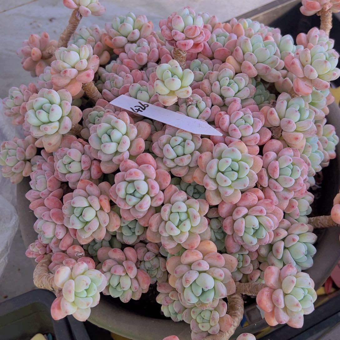 香玉的故事是一个人的