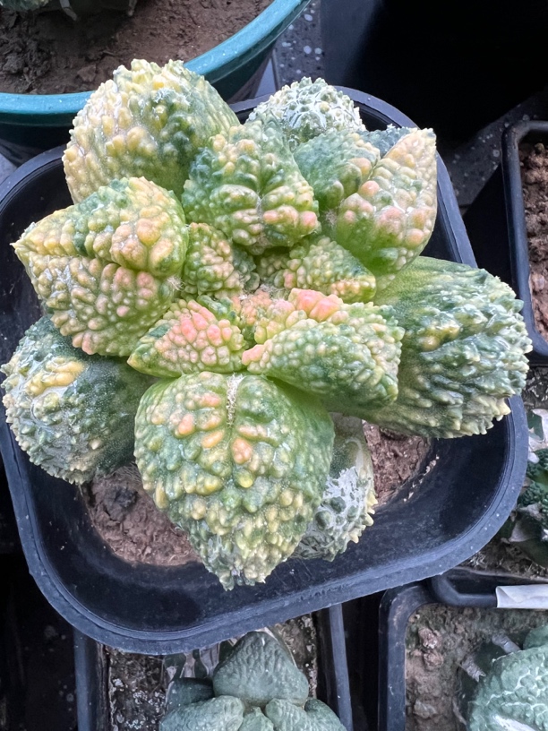 岩牡丹属仙人球多肉植物室内盆栽净化空气懒人绿植花卉