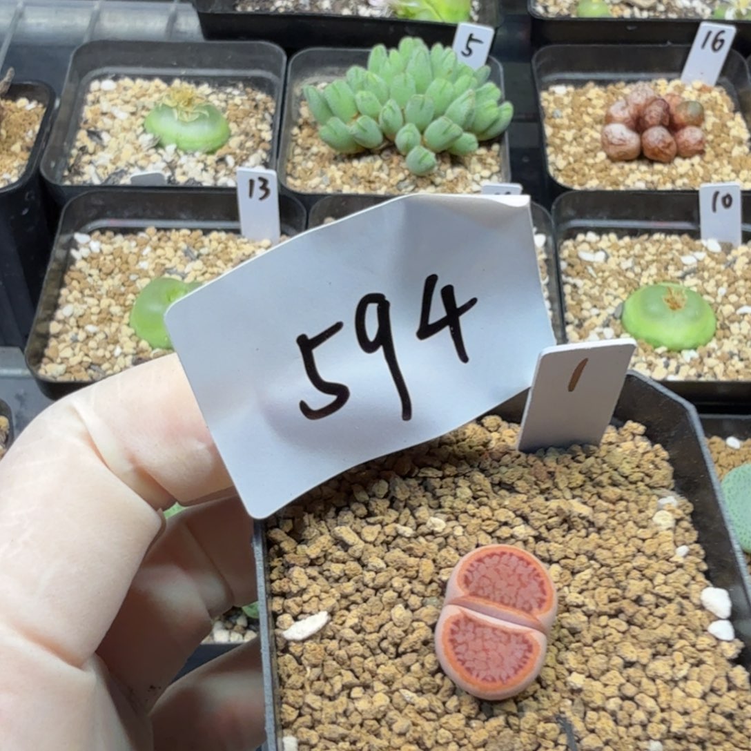 *****多肉多肉多肉9-594