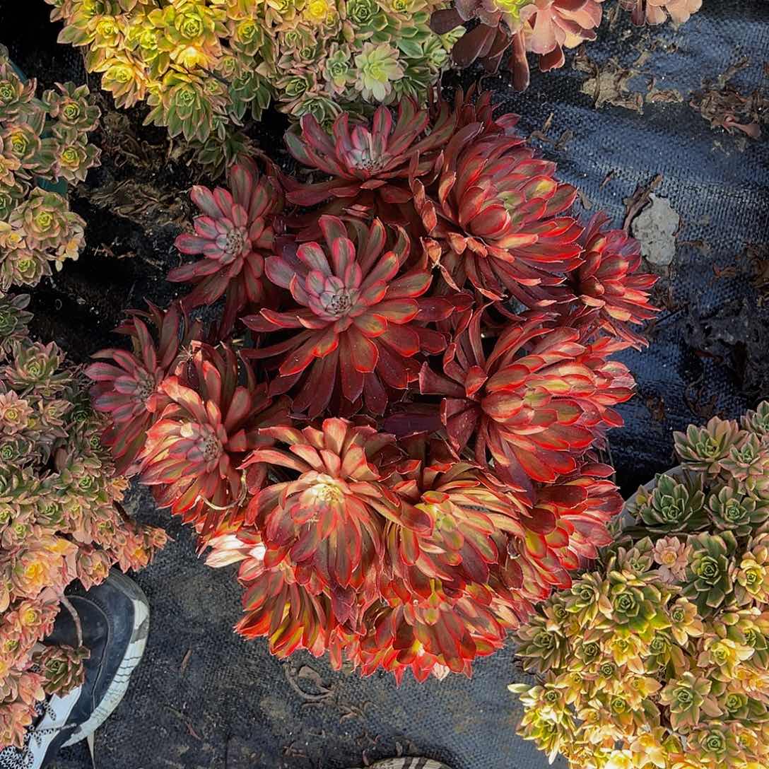 紫霞仙子法师多肉1-40