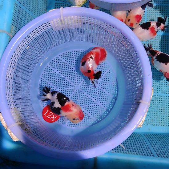 金鱼128兰寿两只特价顺丰包邮