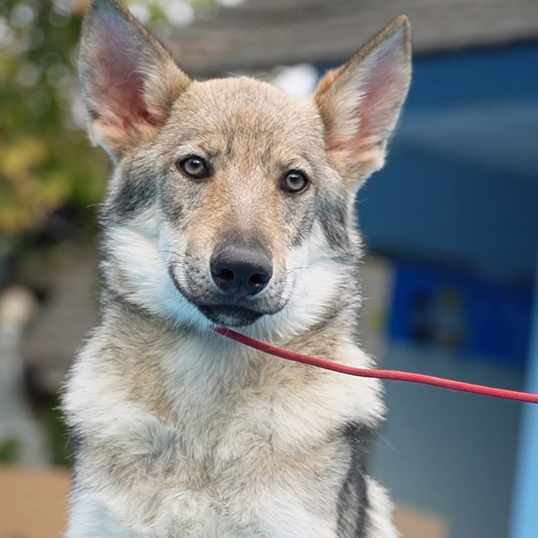 2号捷克狼犬弟弟全疫苗小狗宠物狗