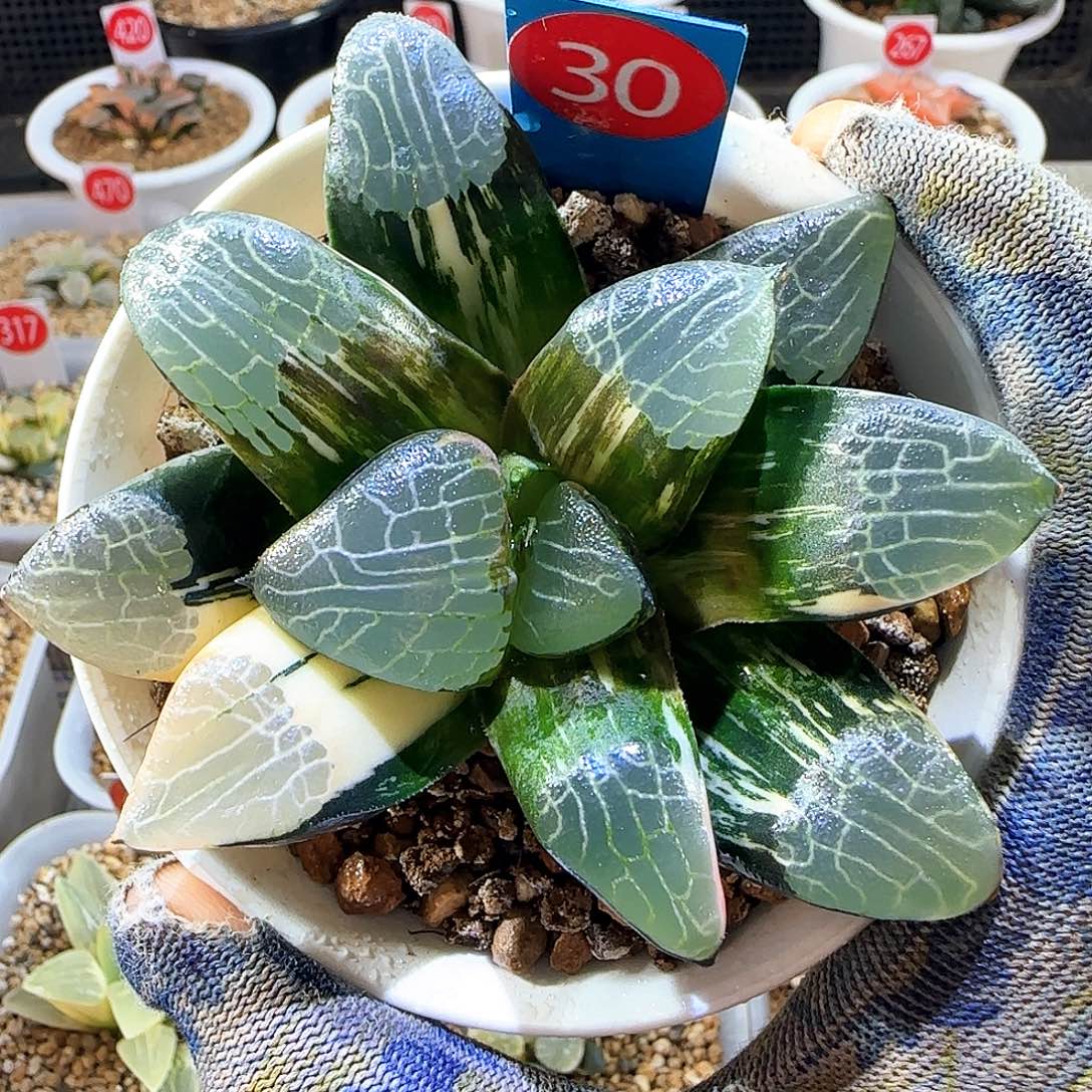 30大型朱庇特锦 9 厘米左右一物一拍带盆发货