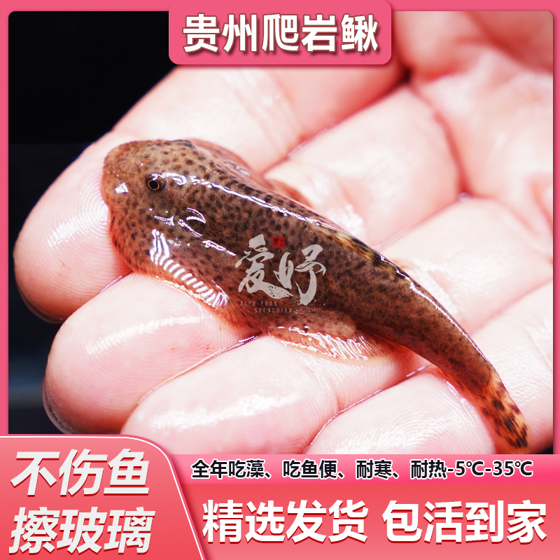 贵州爬岩鳅工具鱼冷水清道夫除藻清洁鱼清理鱼缸粪便的原生溪流鱼