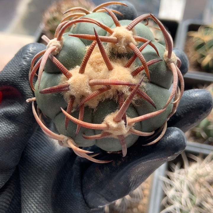 特价花王丸仙人球一颗