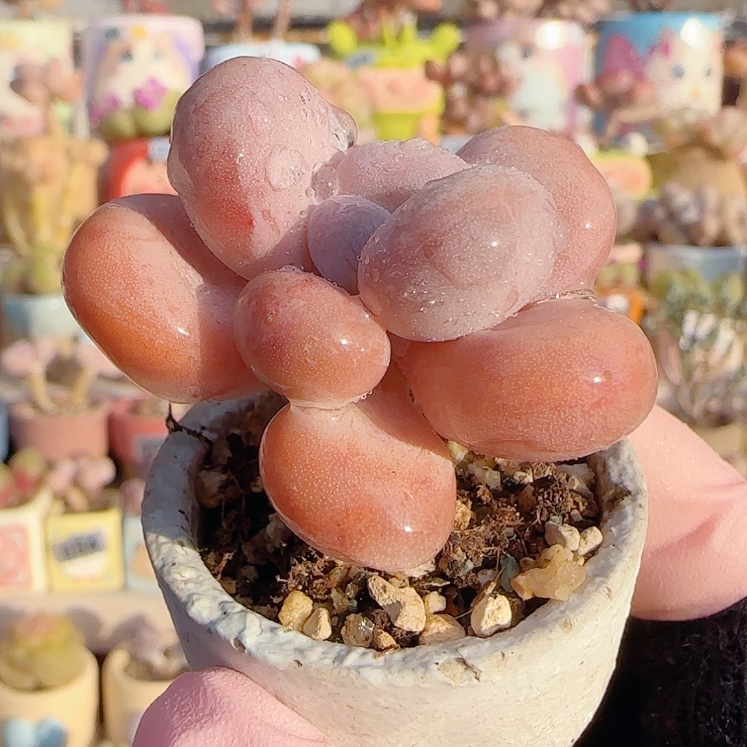 粉粉蛋黄奶 盆口3cm