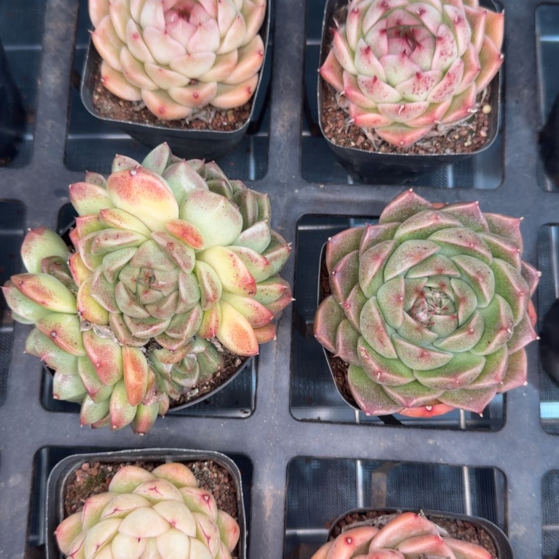 从前慢花园精选多肉海王珍妮