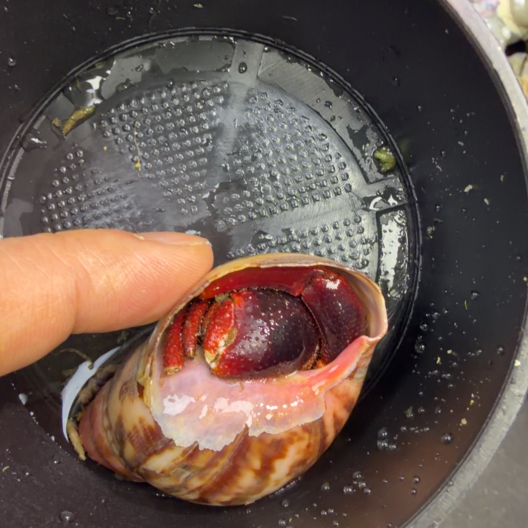 小兔子还有一个小企鹅