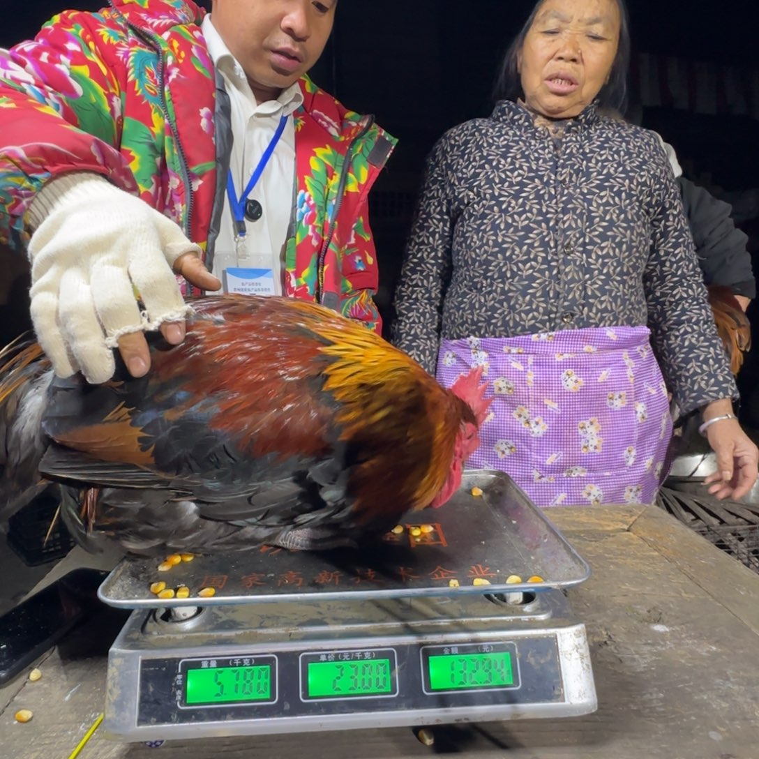 红瑶鸡农村土鸡680279