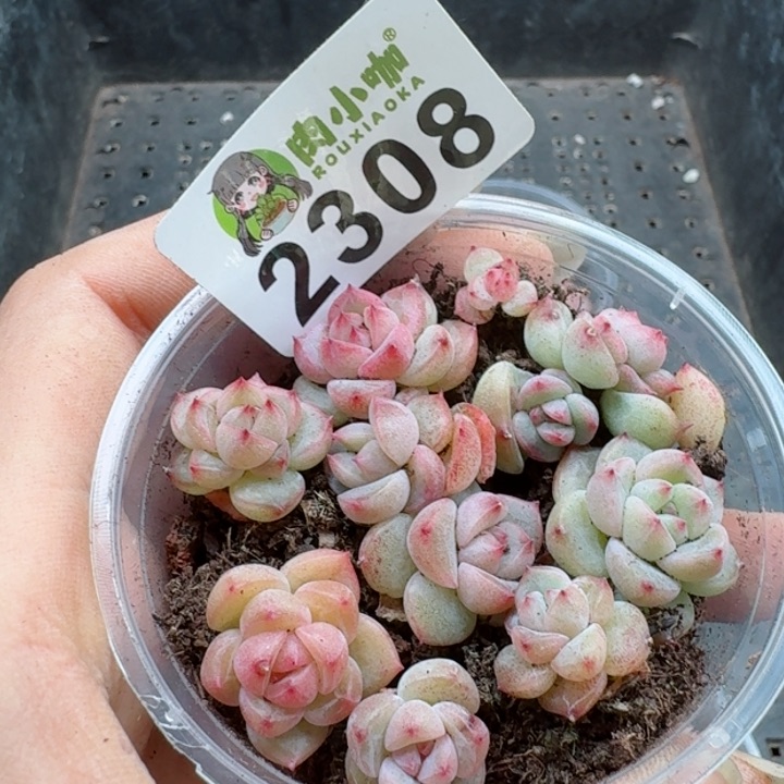 多肉植物多肉植物