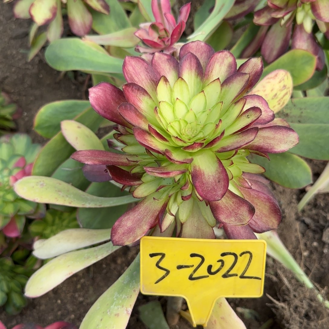 3-2022---多头多肉植物