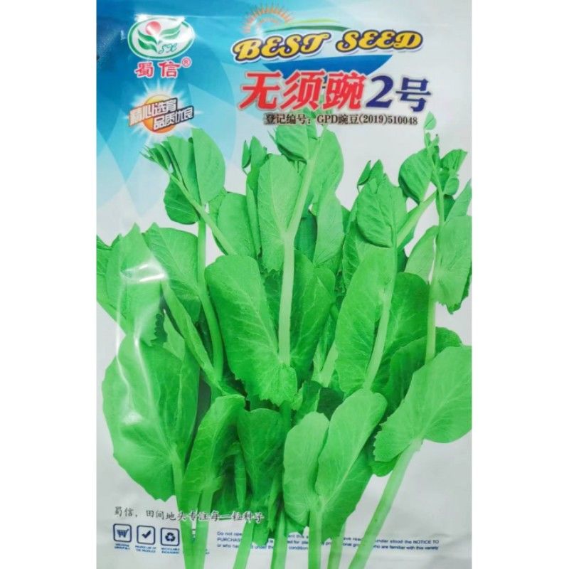 无须豌豆尖种子耐寒早熟速生可多次采收的蔬菜种子