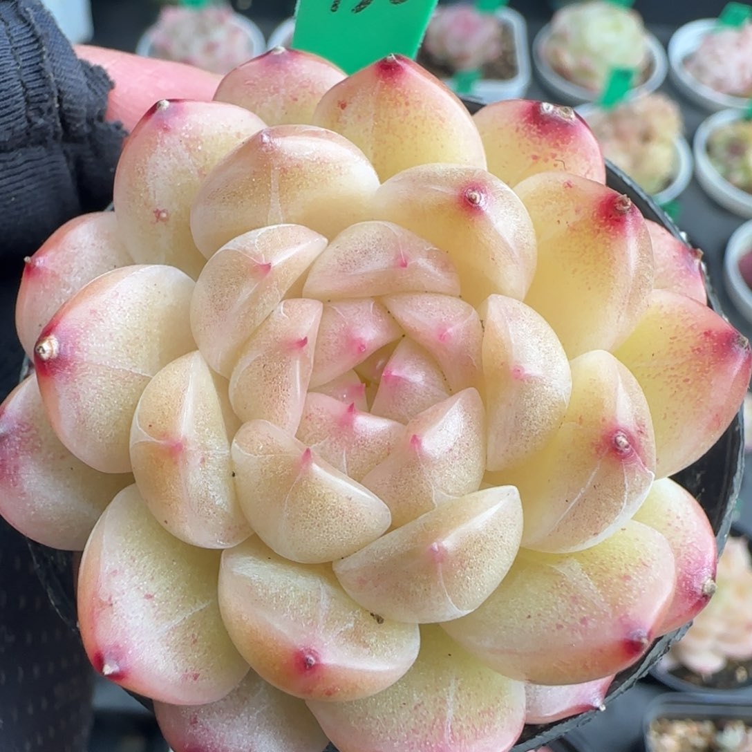 多肉158  糖心 5厘米盆  h