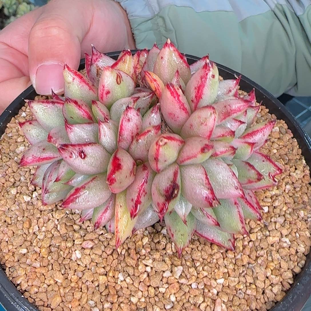 从前慢甄选多肉编号玛丽亚锦缀