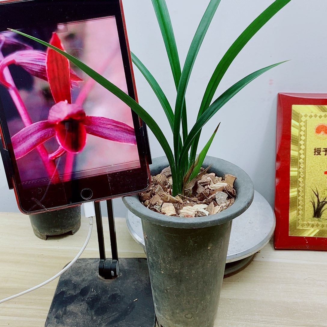 少量花朵（建议范围：2朵-5朵 或40%以下）