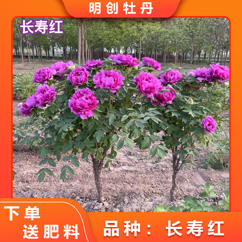 【长寿红独杆】花期长经典紫红色大花庭院栽培花卉美观