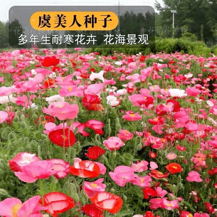 虞美人花种籽四季播种开花室外易活冰岛虞美人种子耐寒易种花种孑