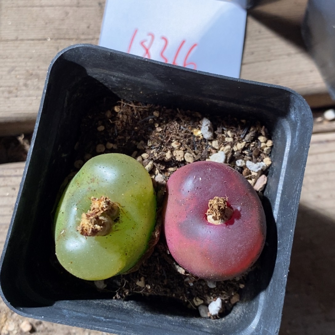 18366。  两颗大毛毛。   带盆。 