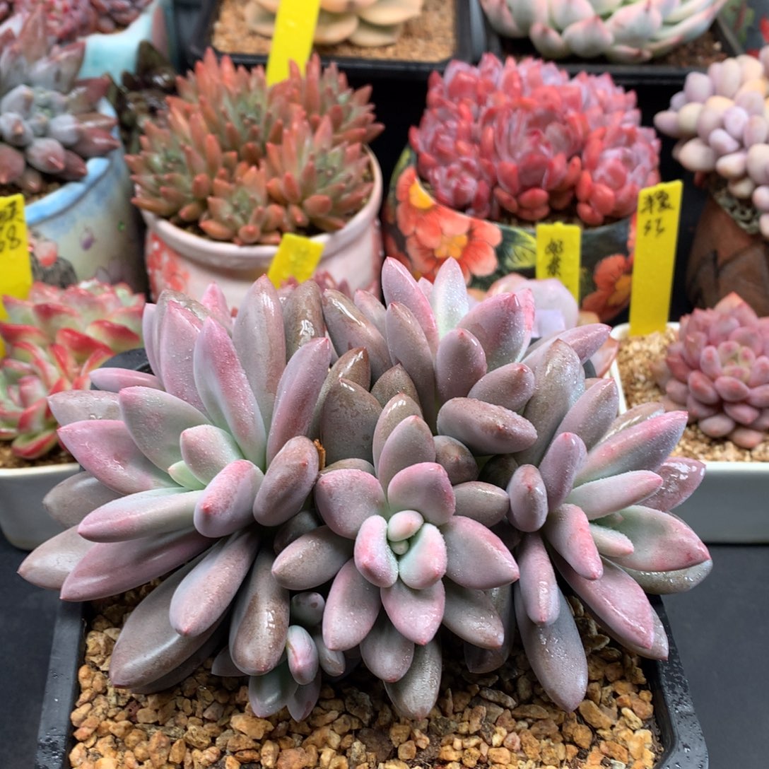 我们家的小仙女们