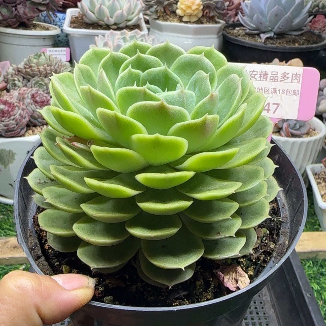 锦安精品多肉植物247