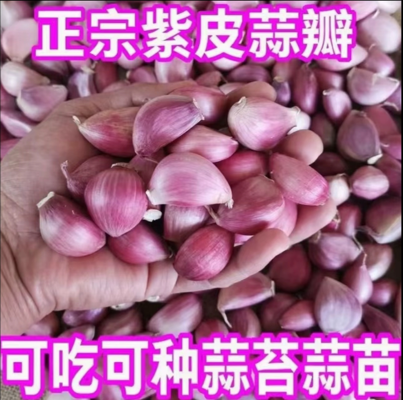 【云南老品种紫皮蒜】1干蒜泡蒜蒜瓣蒜种紫皮蒜可吃可种香蒜1-9斤