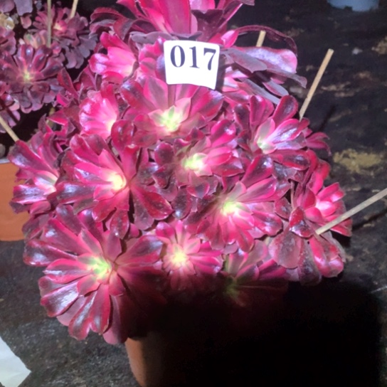 多肉植物美度纱017