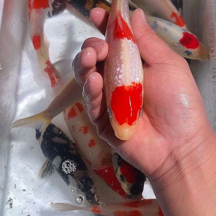 黑***刚锦鲤锦鲤活鱼开箱包活