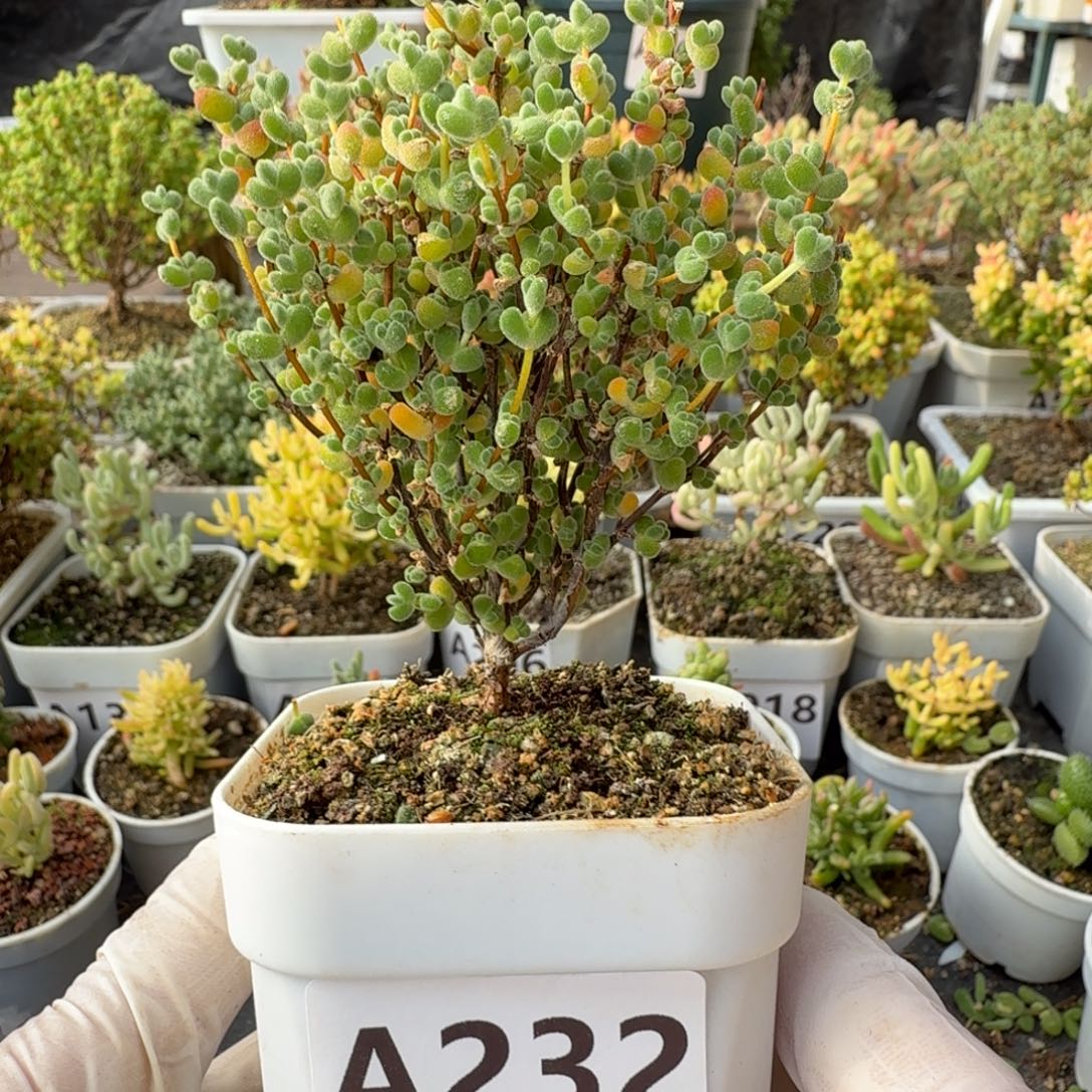 A232莱斯枝干一物一拍