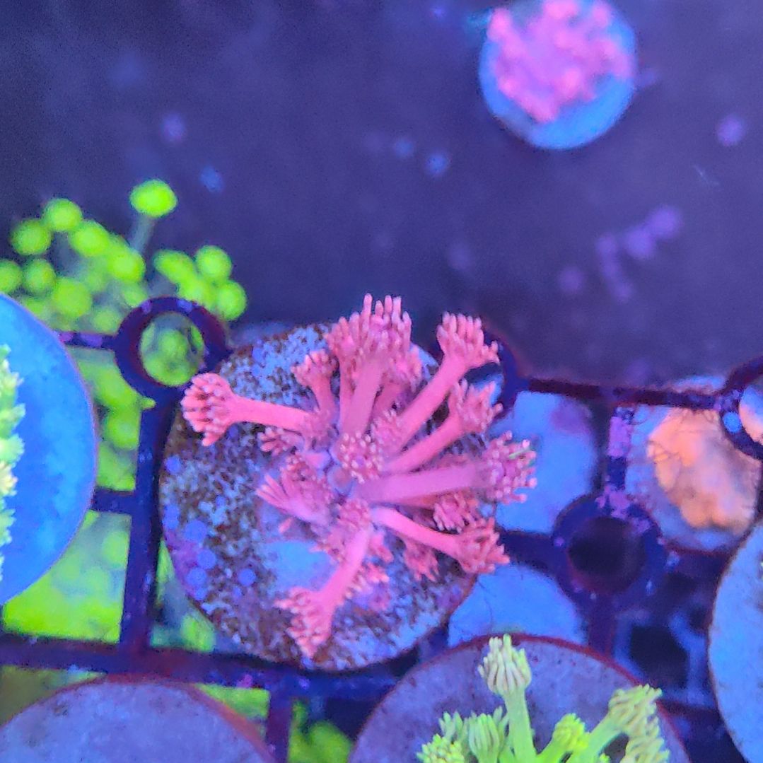 纽扣珊瑚彩单包。。。