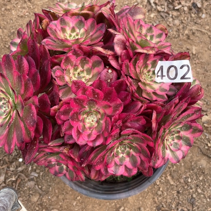 402度肉植物月蝉