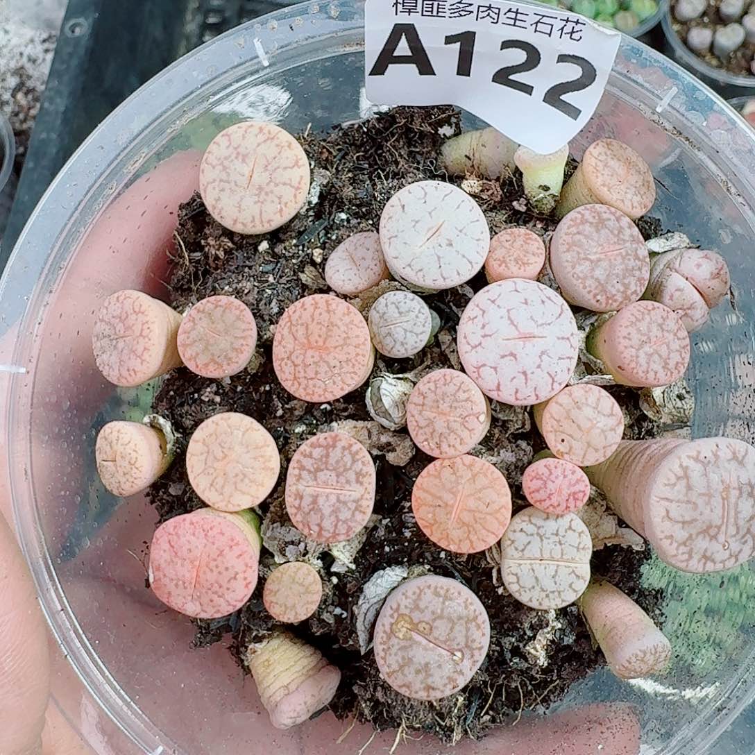 122多肉植物多肉植物