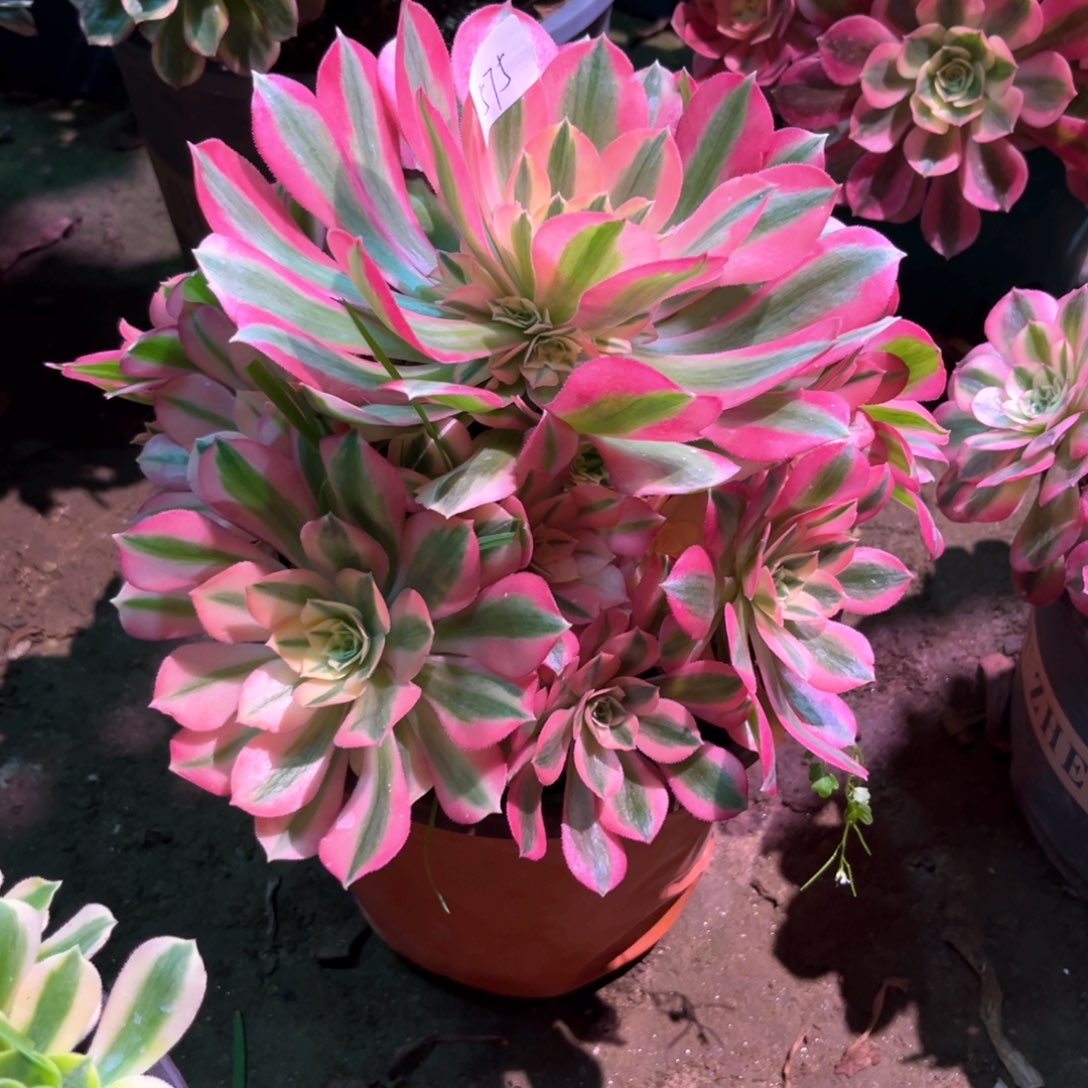 多肉植物女巫575