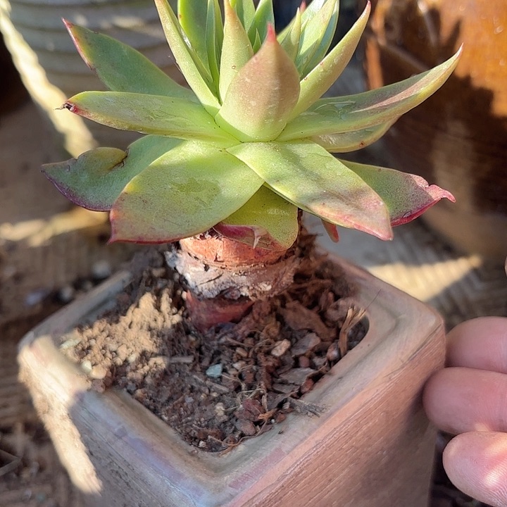 仙女杯多肉植物提取
