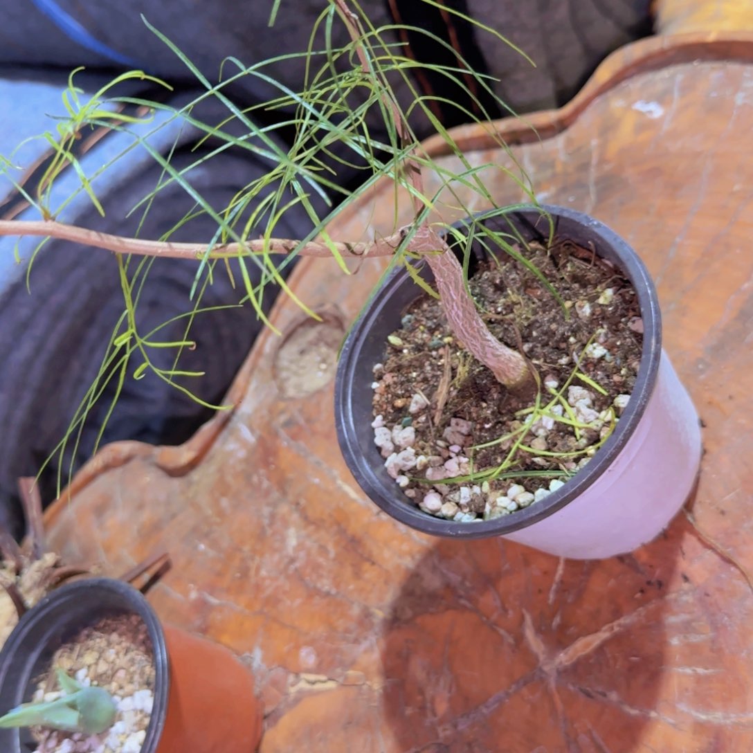 墨***年块根植物块根植物