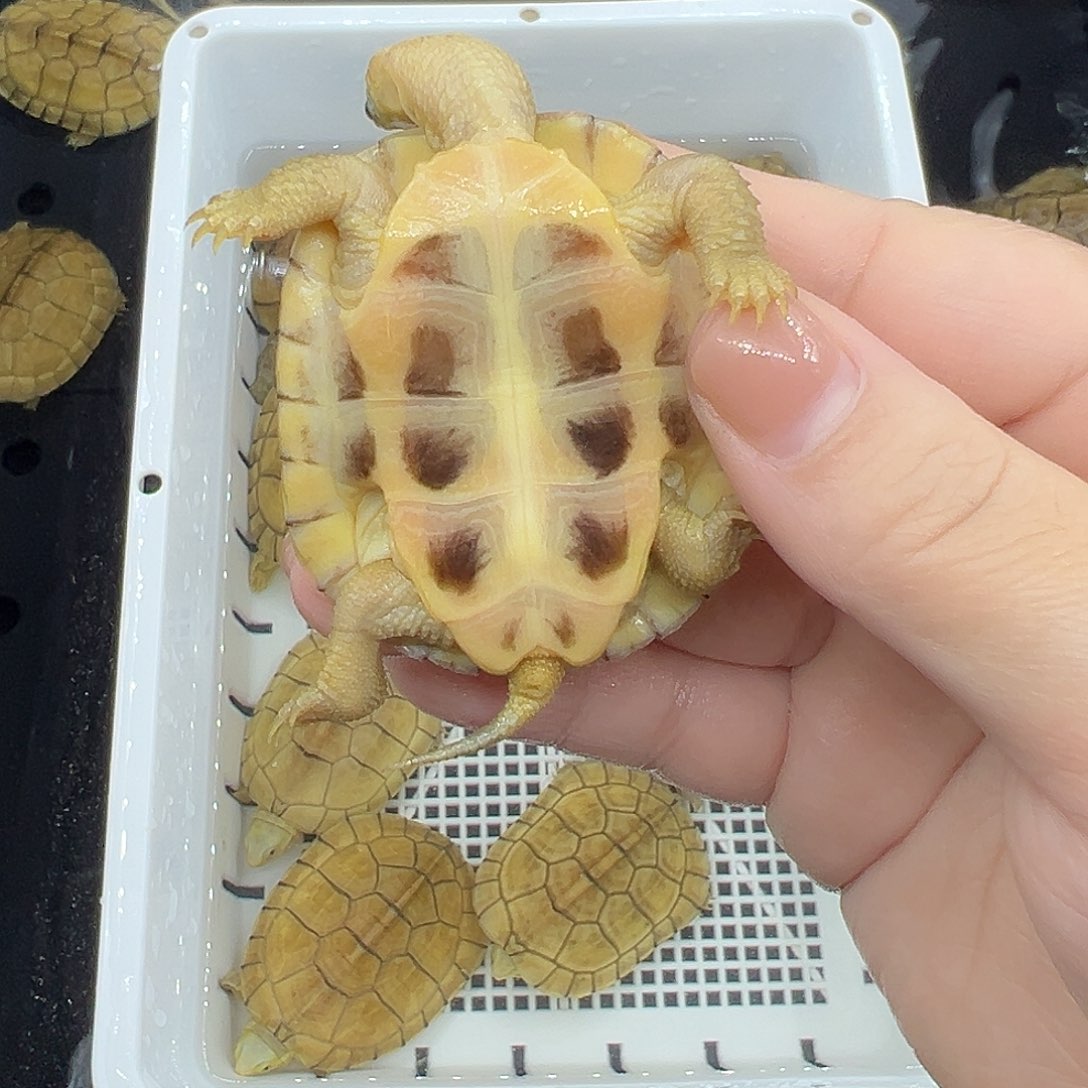 基***宠物龟不分公母小青