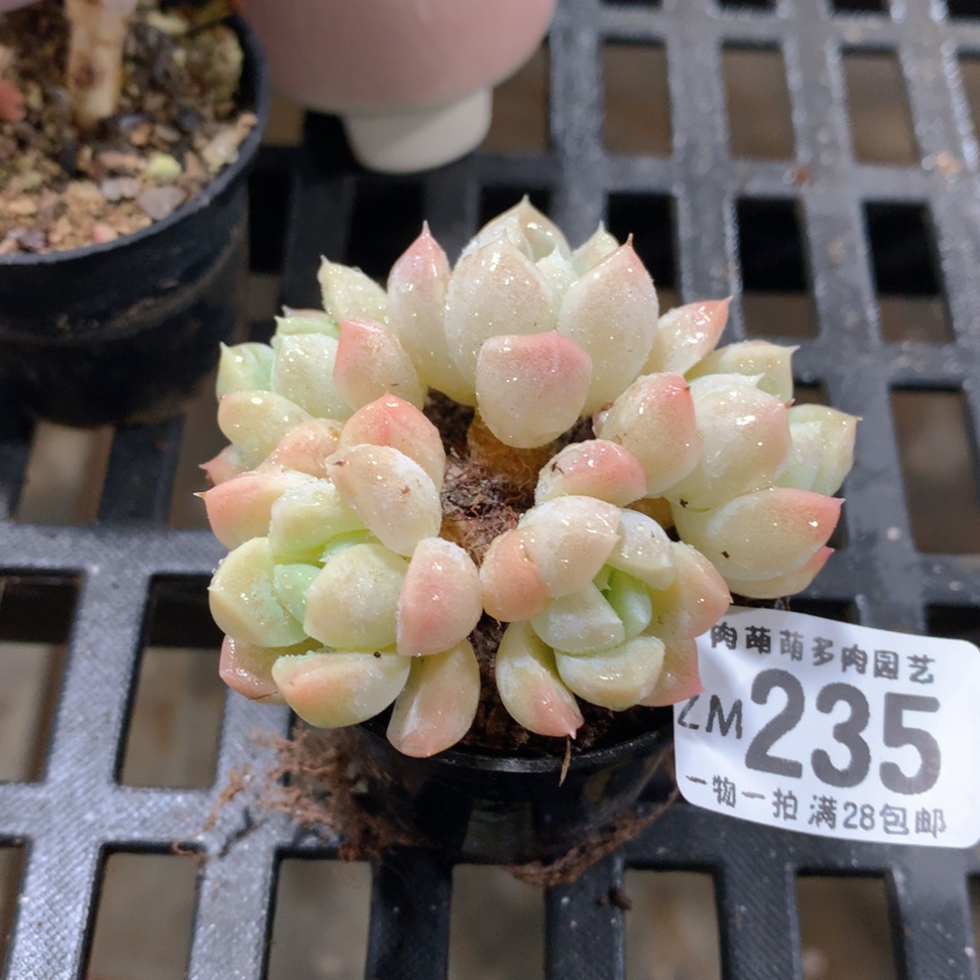 肉萌萌拇指盆精控多肉ZM235