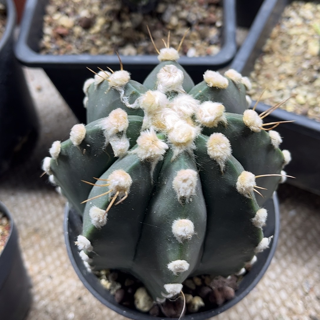 建***发无花朵龙凤都是生根一颗