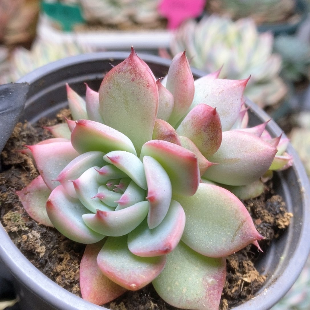 108锦锦锦锦锦锦锦锦