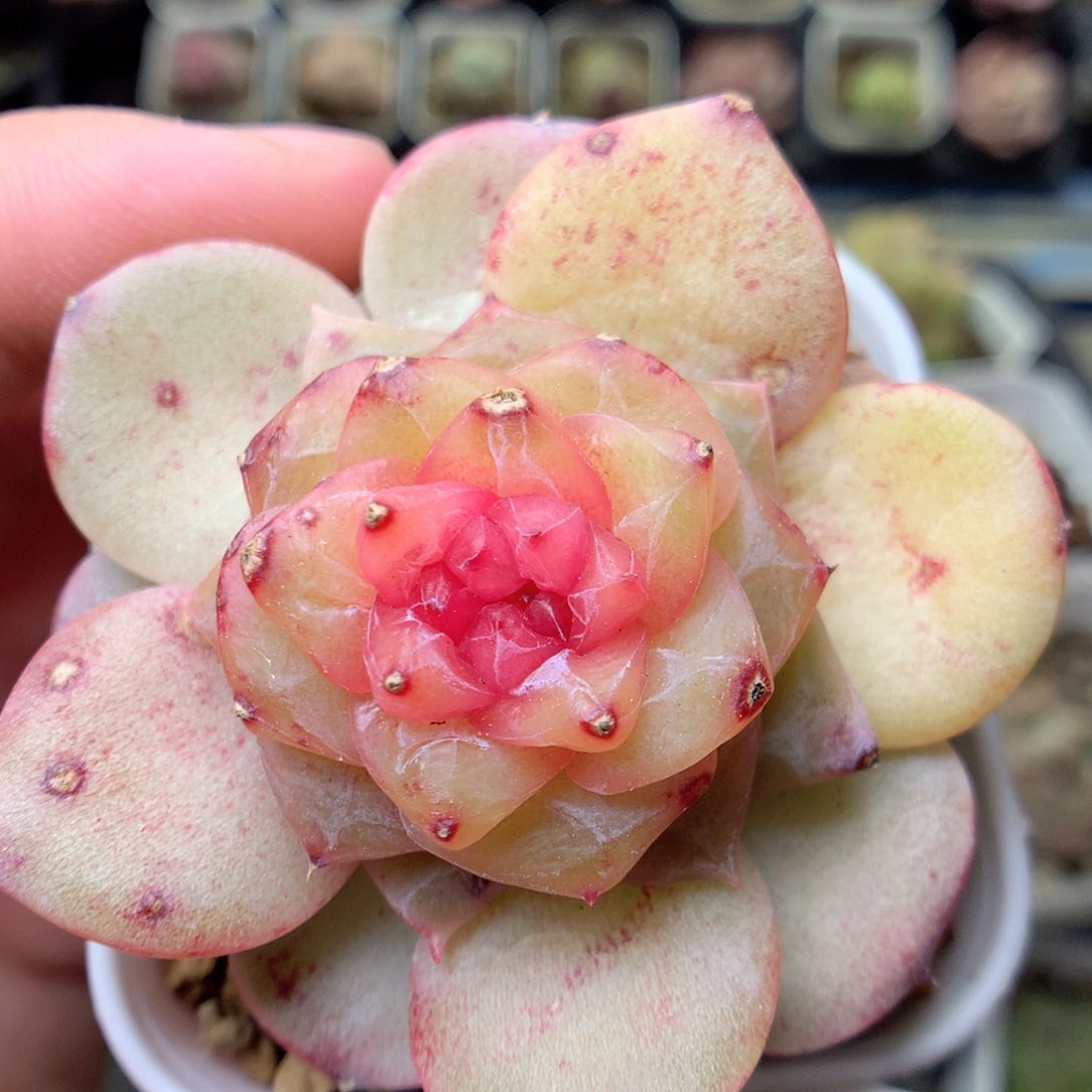 G117 ，20包邮两天凑单偏远不发货