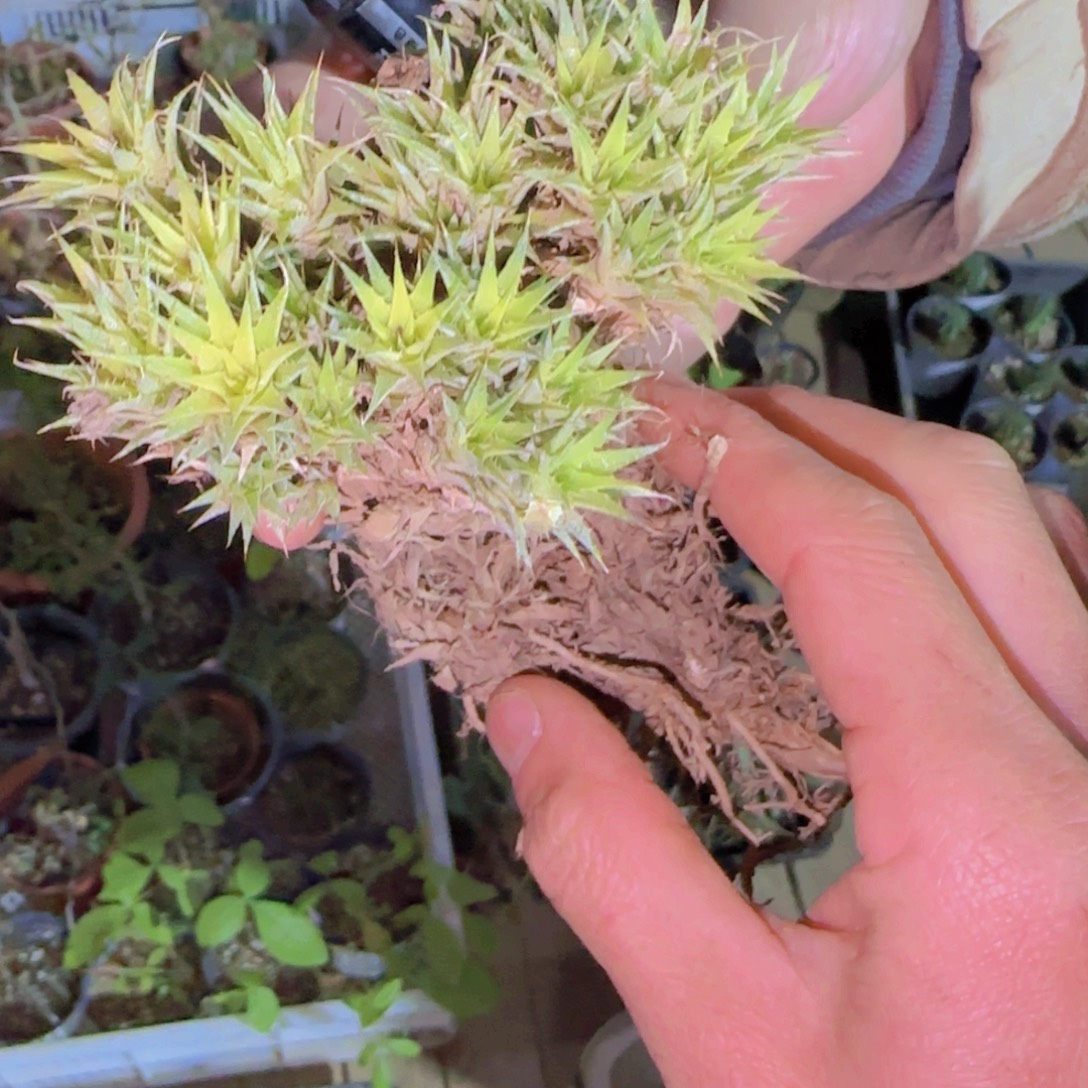 非***鸟块根植物块根植物