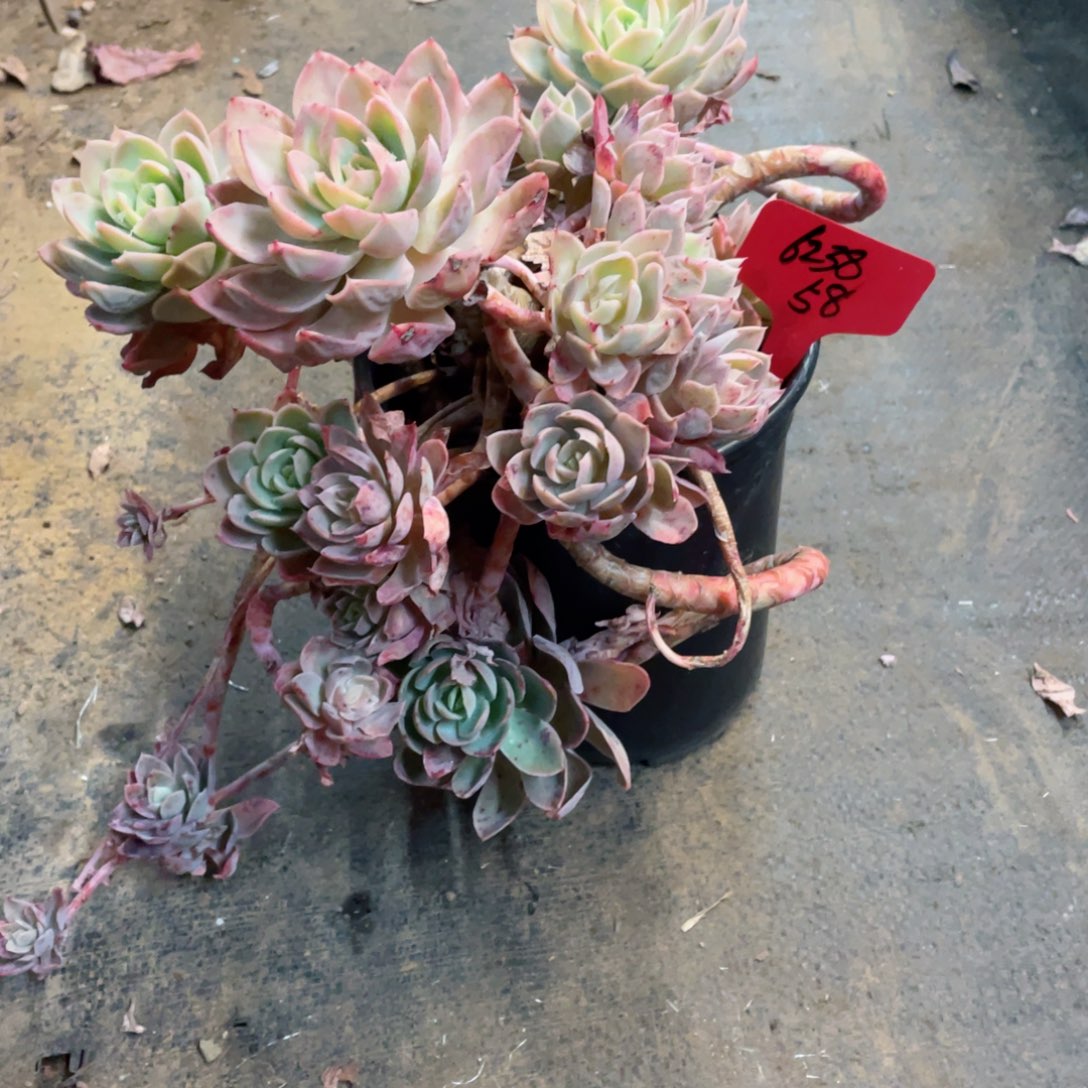 6238，面纱，周老太多肉