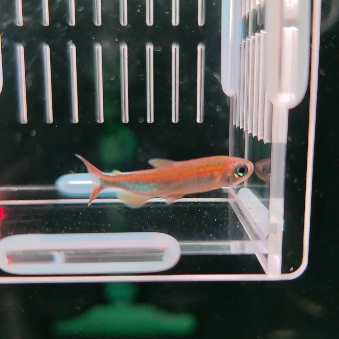 灯科鱼范特西火焰刚果单公