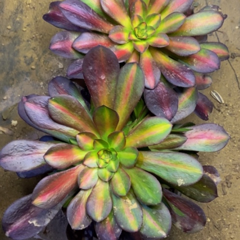 花娜锦多肉6.6一颗