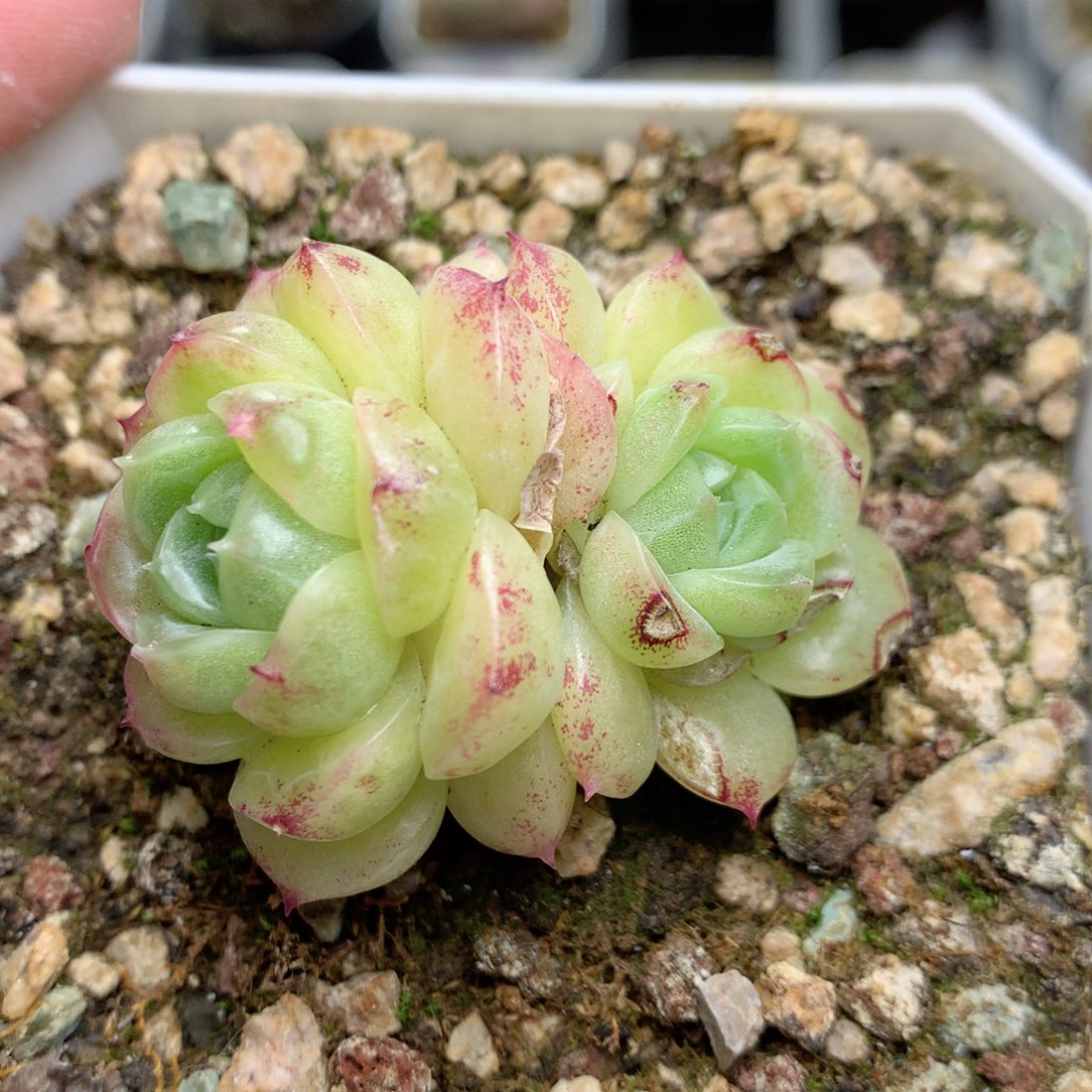 R94 ，柿子多肉20包邮