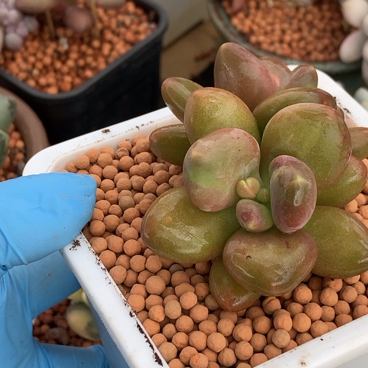 Kk奶酪锦多肉植物