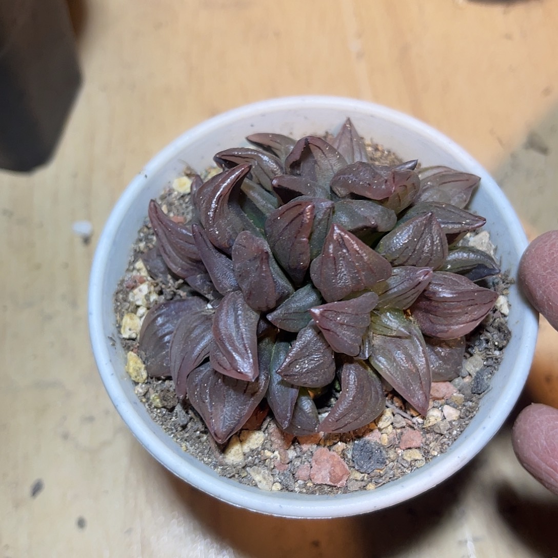 西瓜寿大群一物一拍