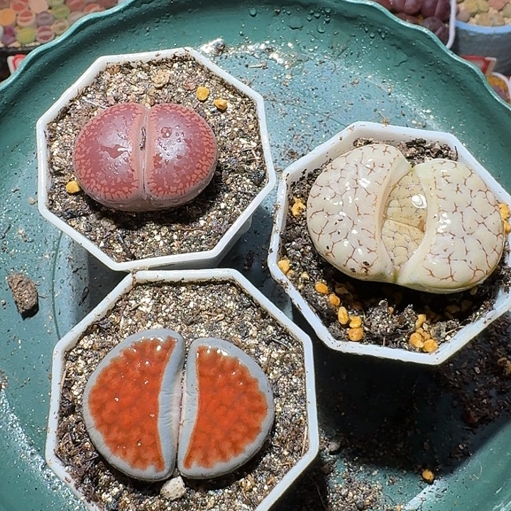 生石花111122。  289