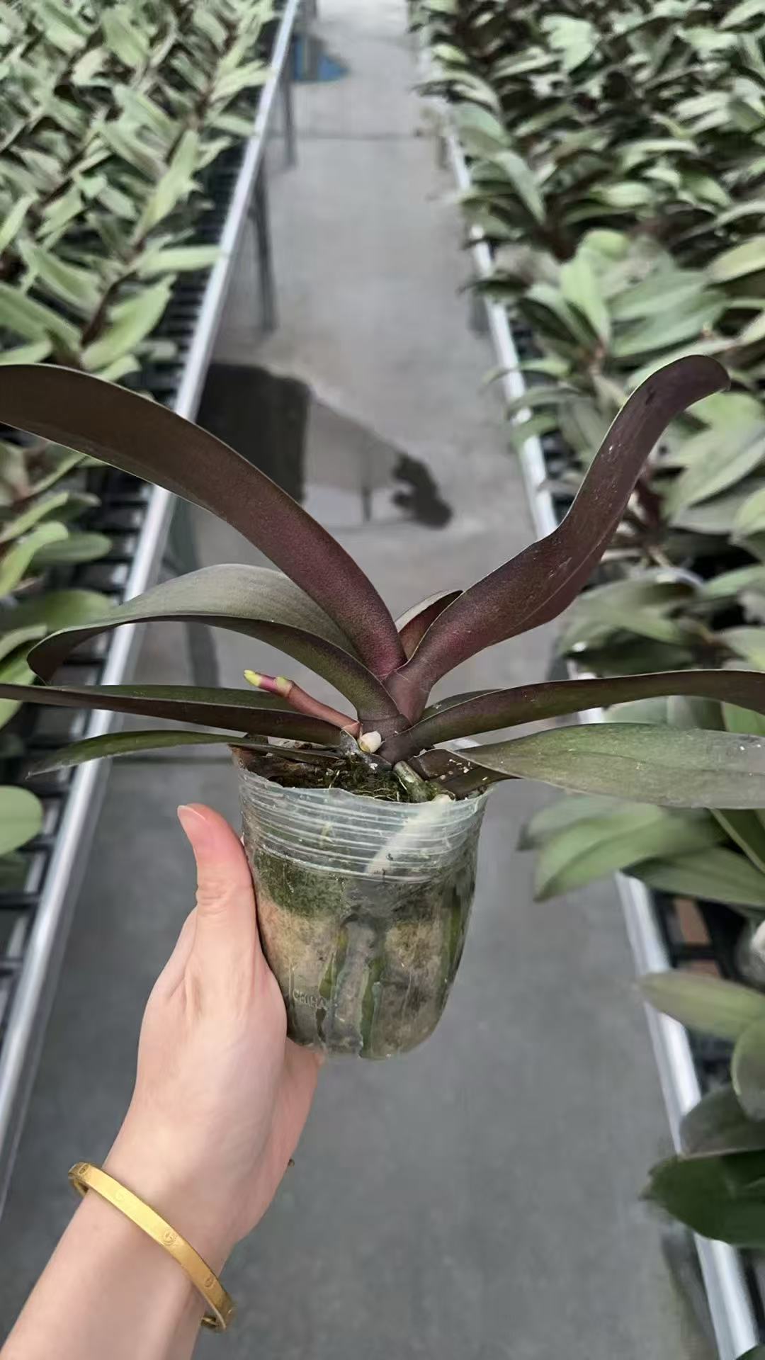 蝴蝶兰老苗【带花剑】蝴蝶兰抽梗苗 带花剑苗 叶片瑕疵不售后